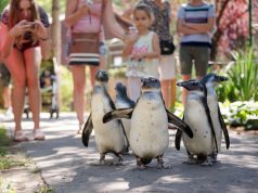 Augusztus 25-én lesz az Állatkertek éjszakája- Debrecenben Ázsia tematikával készülnek