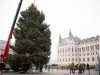 Hajdúszoboszlói családtól érkezik az ország karácsonyfája idén